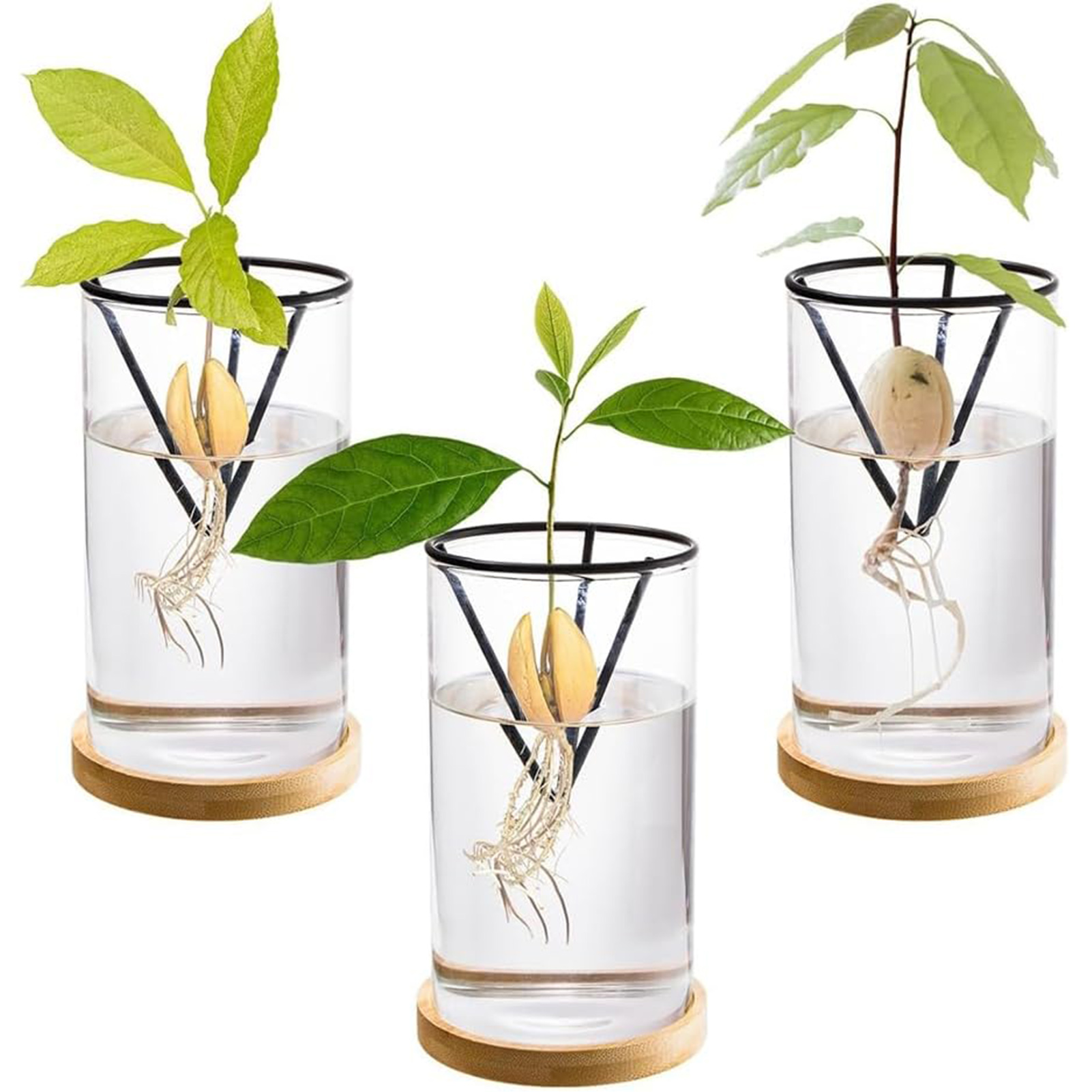 1 ชุด Avocado Tree ปลูกชุด Hyd - Crystal Growing Kit บทวิจารณ์และราคา