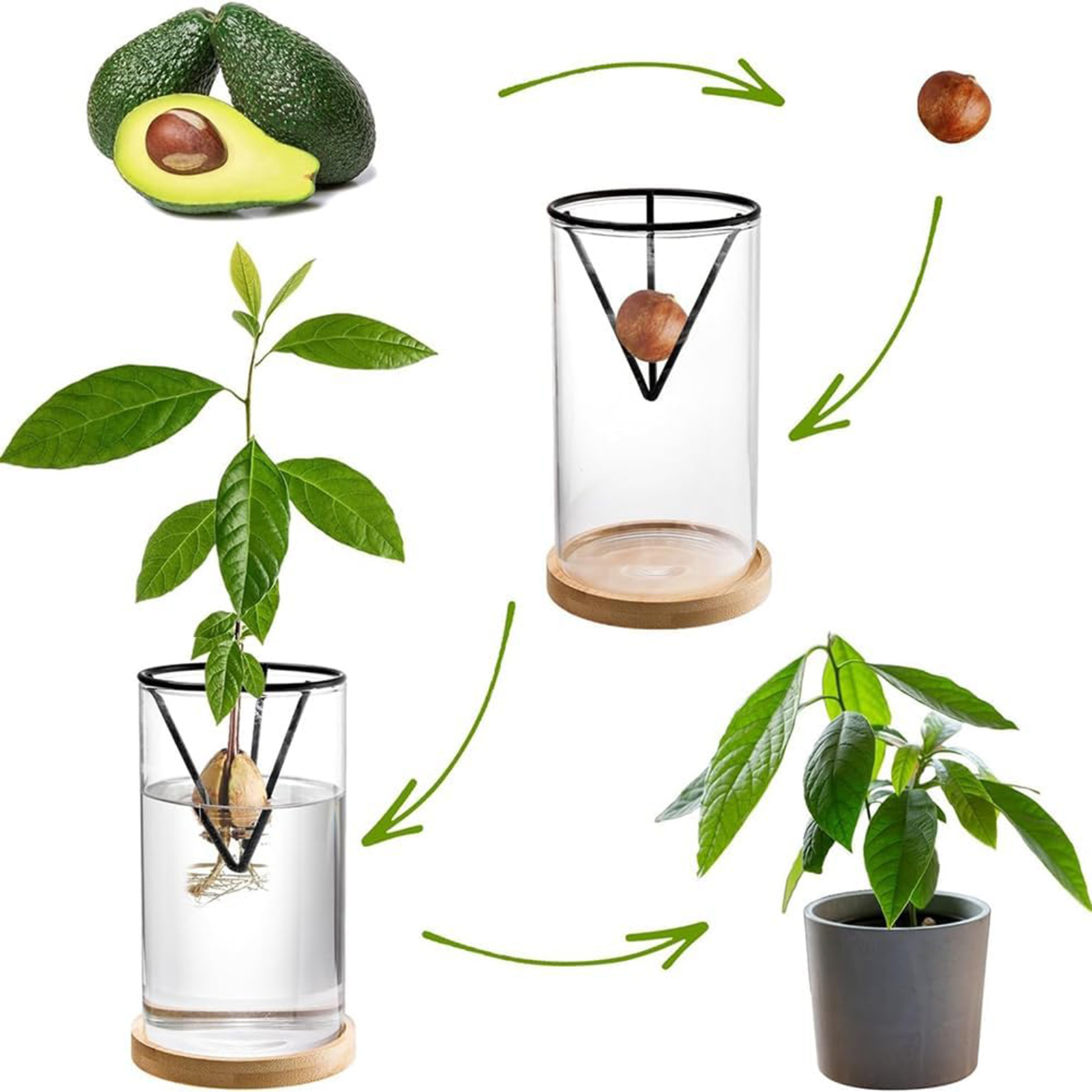 1 ชุด Avocado Tree ปลูกชุด Hyd - Crystal Growing Kit บทวิจารณ์และราคา